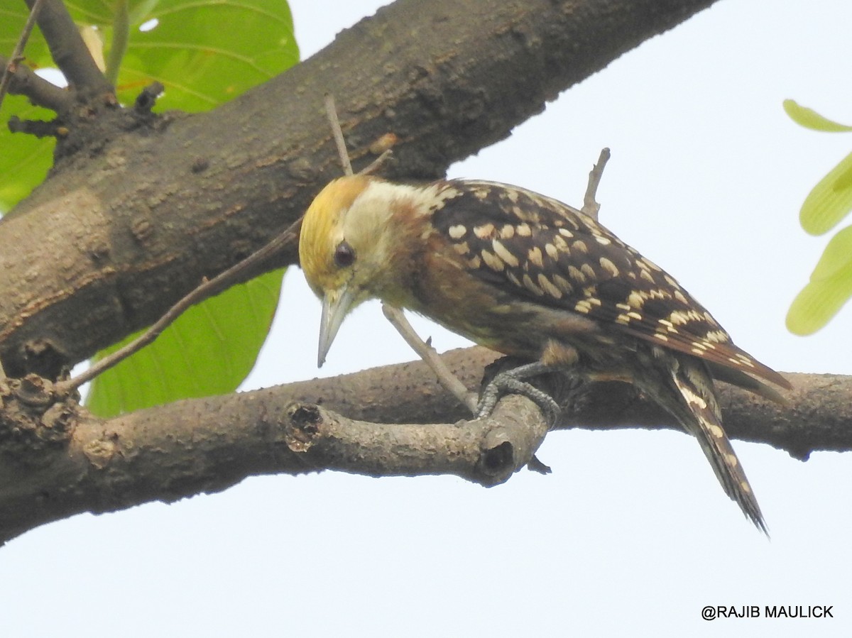 Yellow-crowned Woodpecker - Rajib Maulick
