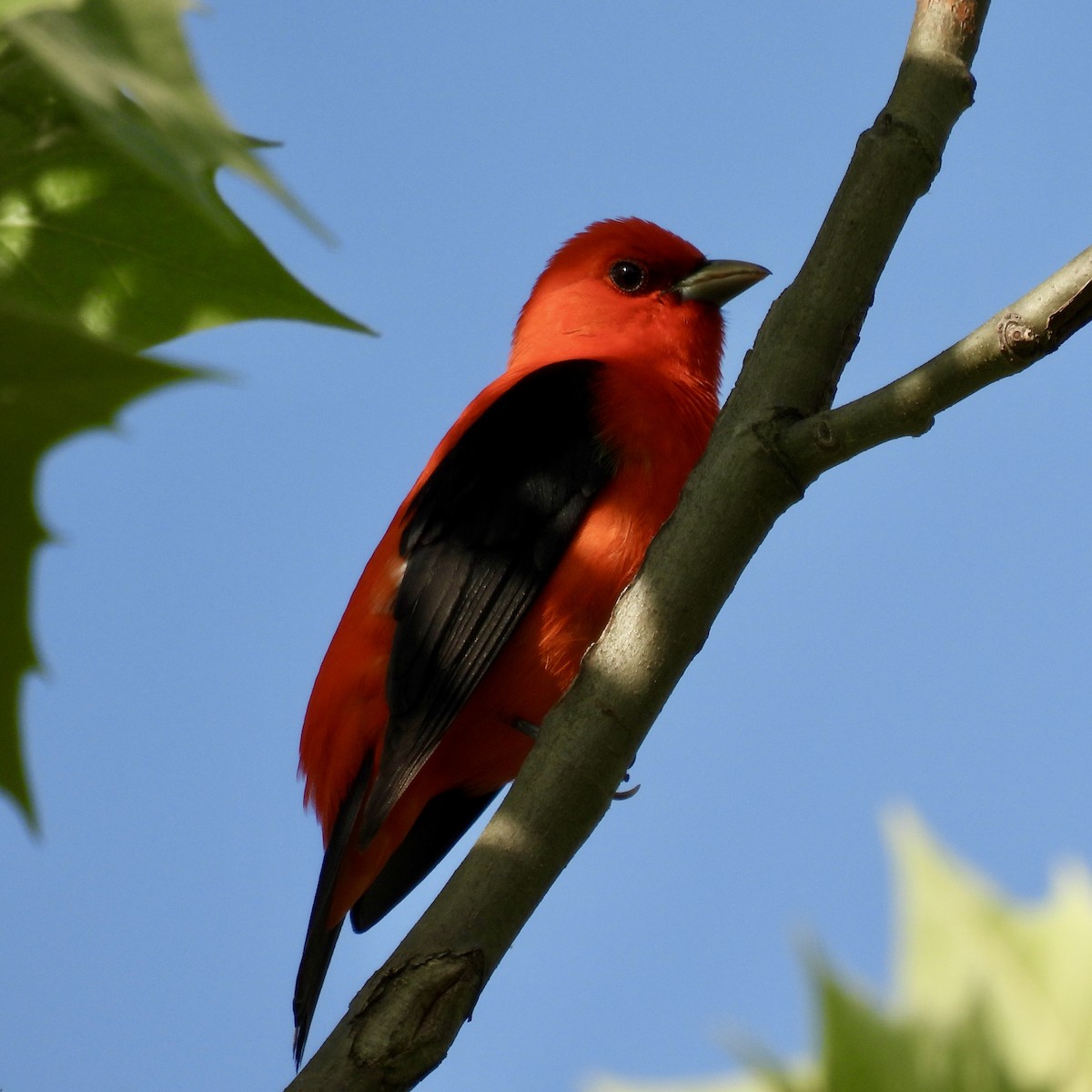 Scarlet Tanager - ML575044671