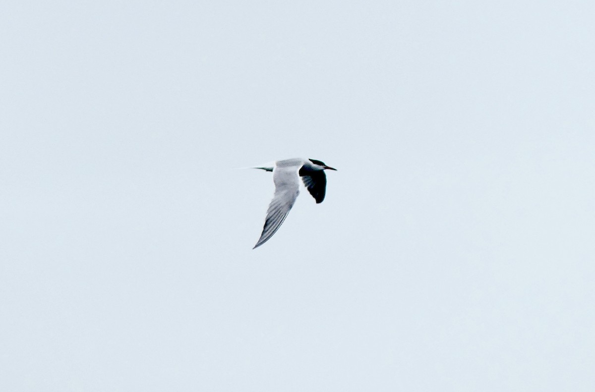 Common Tern - ML575045951
