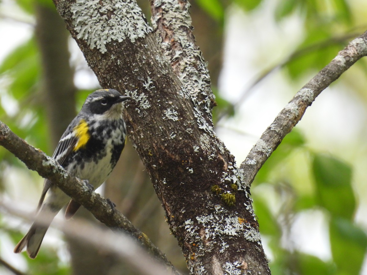 Yellow-rumped Warbler (Myrtle) - C Douglas
