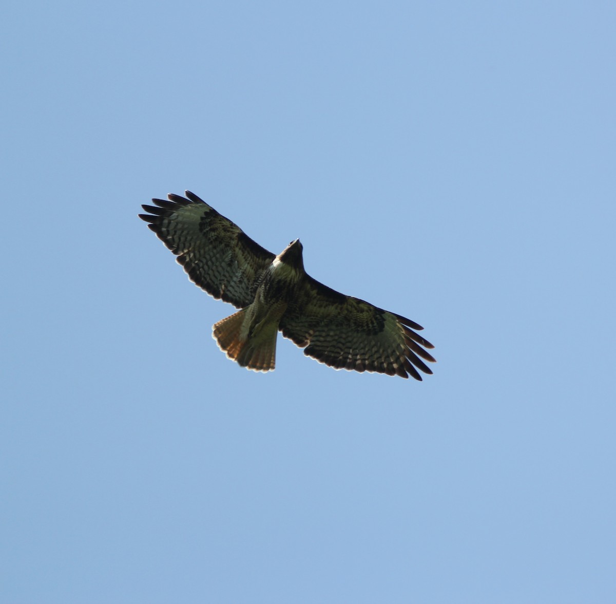Red-tailed Hawk - ML575054471