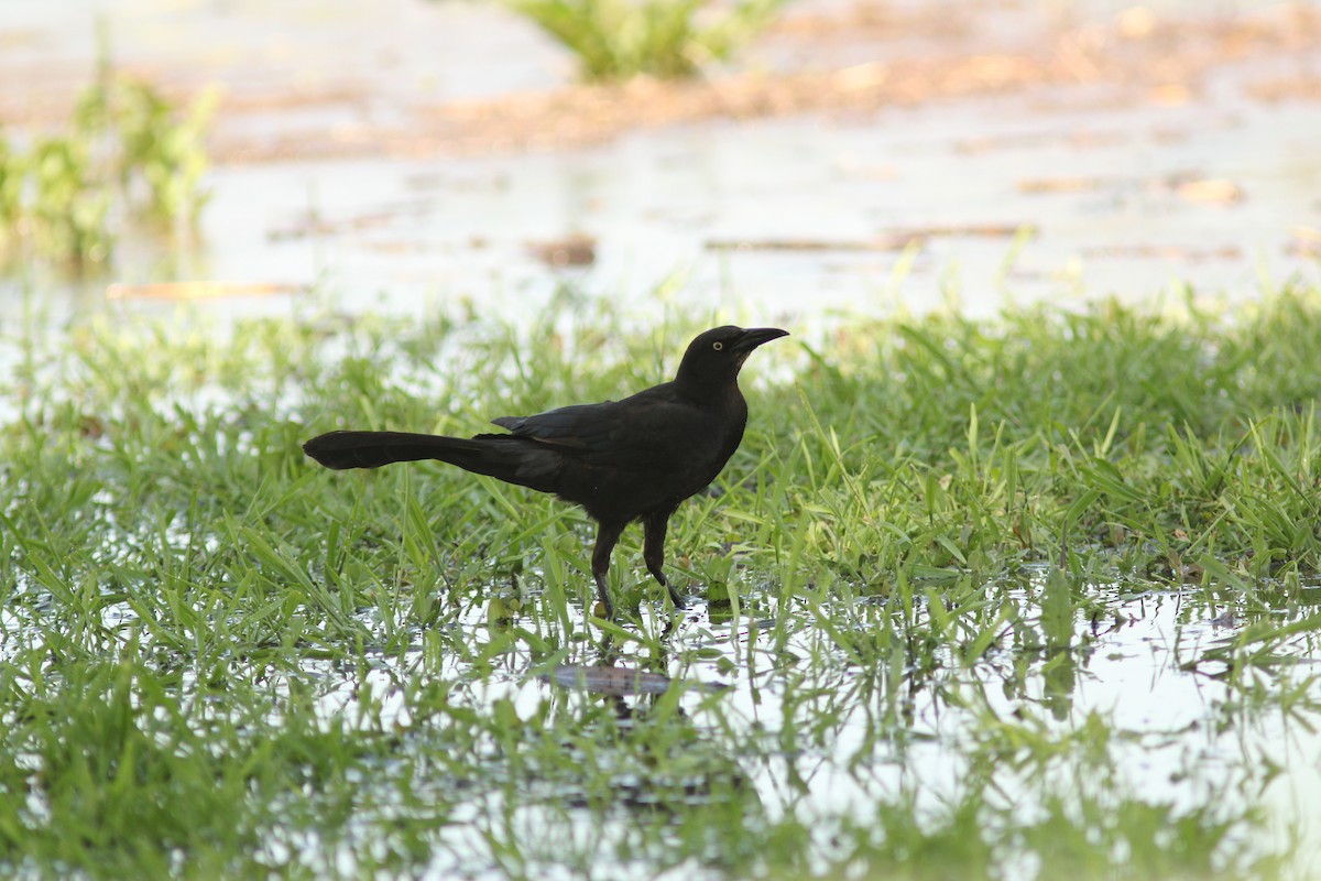 Great-tailed Grackle - Laura Mahrt