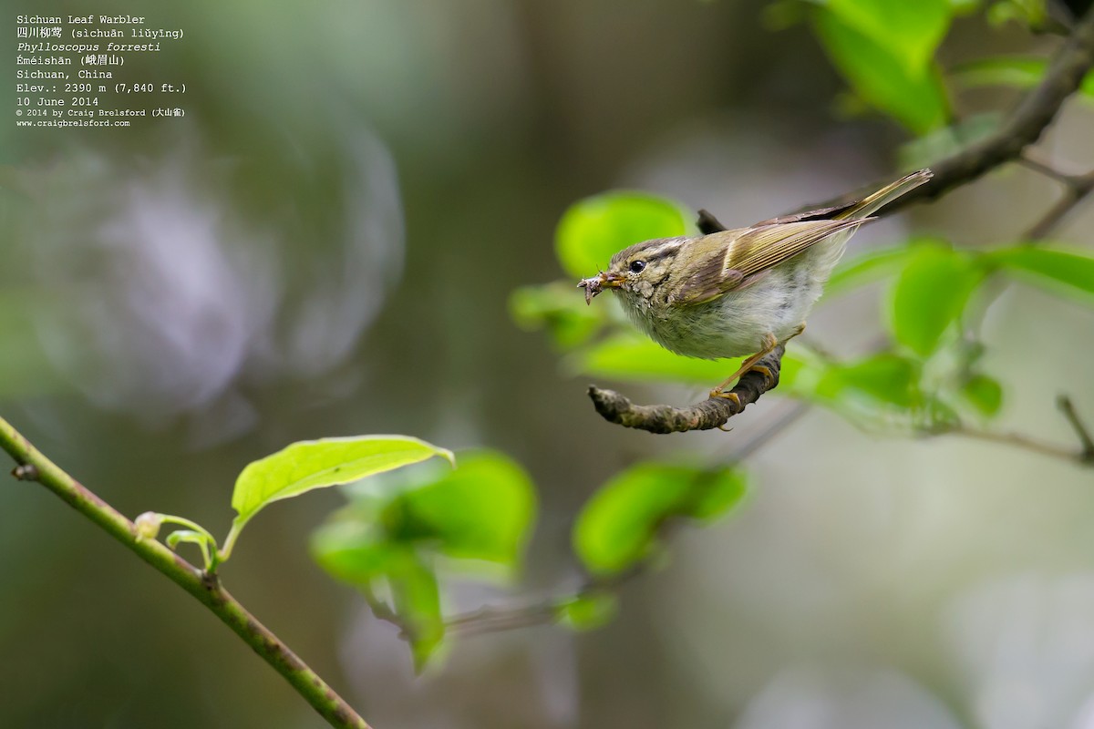 Sichuan Leaf Warbler - Craig Brelsford