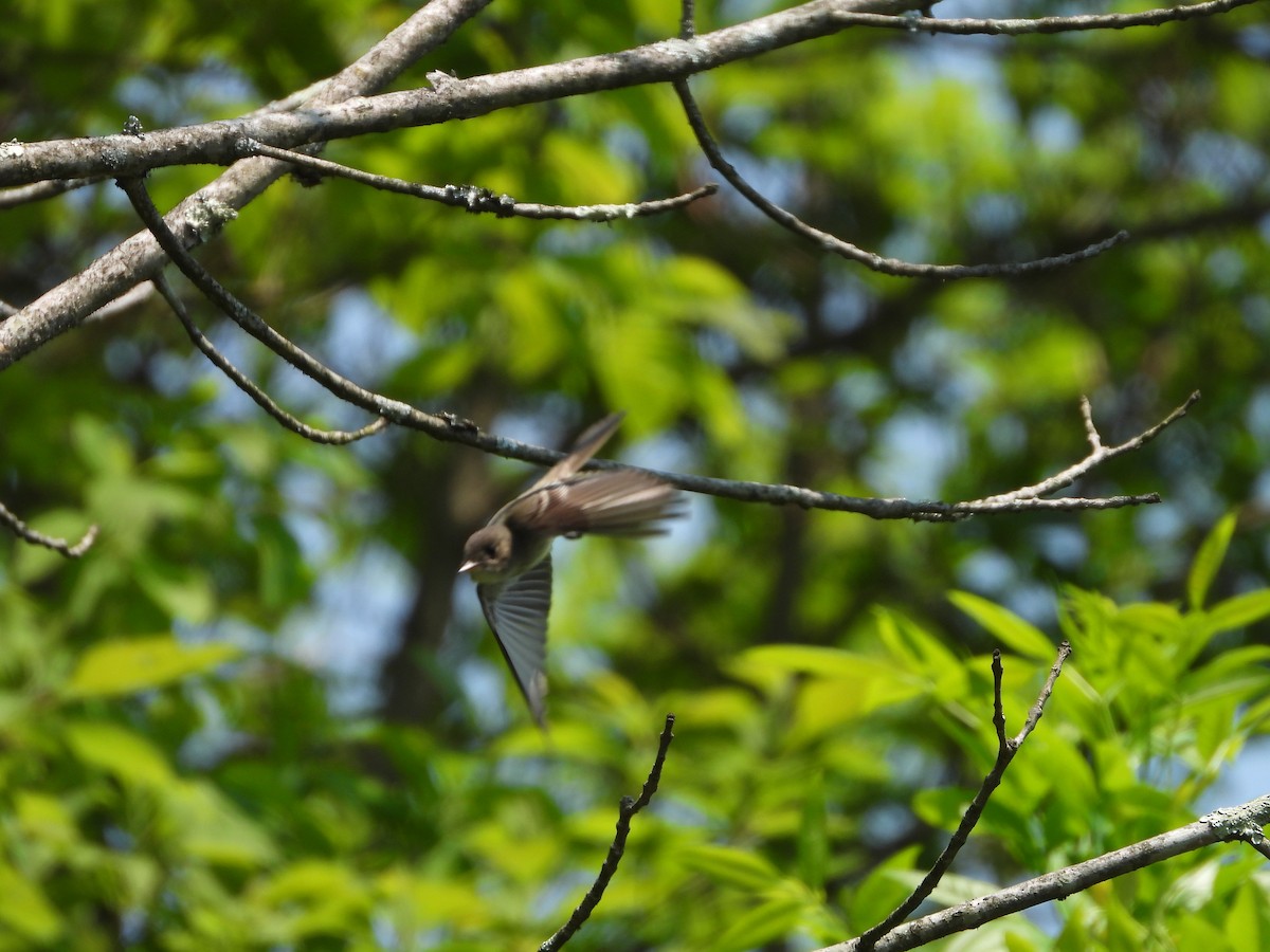 Northern Rough-winged Swallow - ML575067831