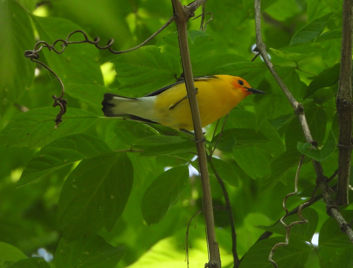 Prothonotary Warbler - ML575067871