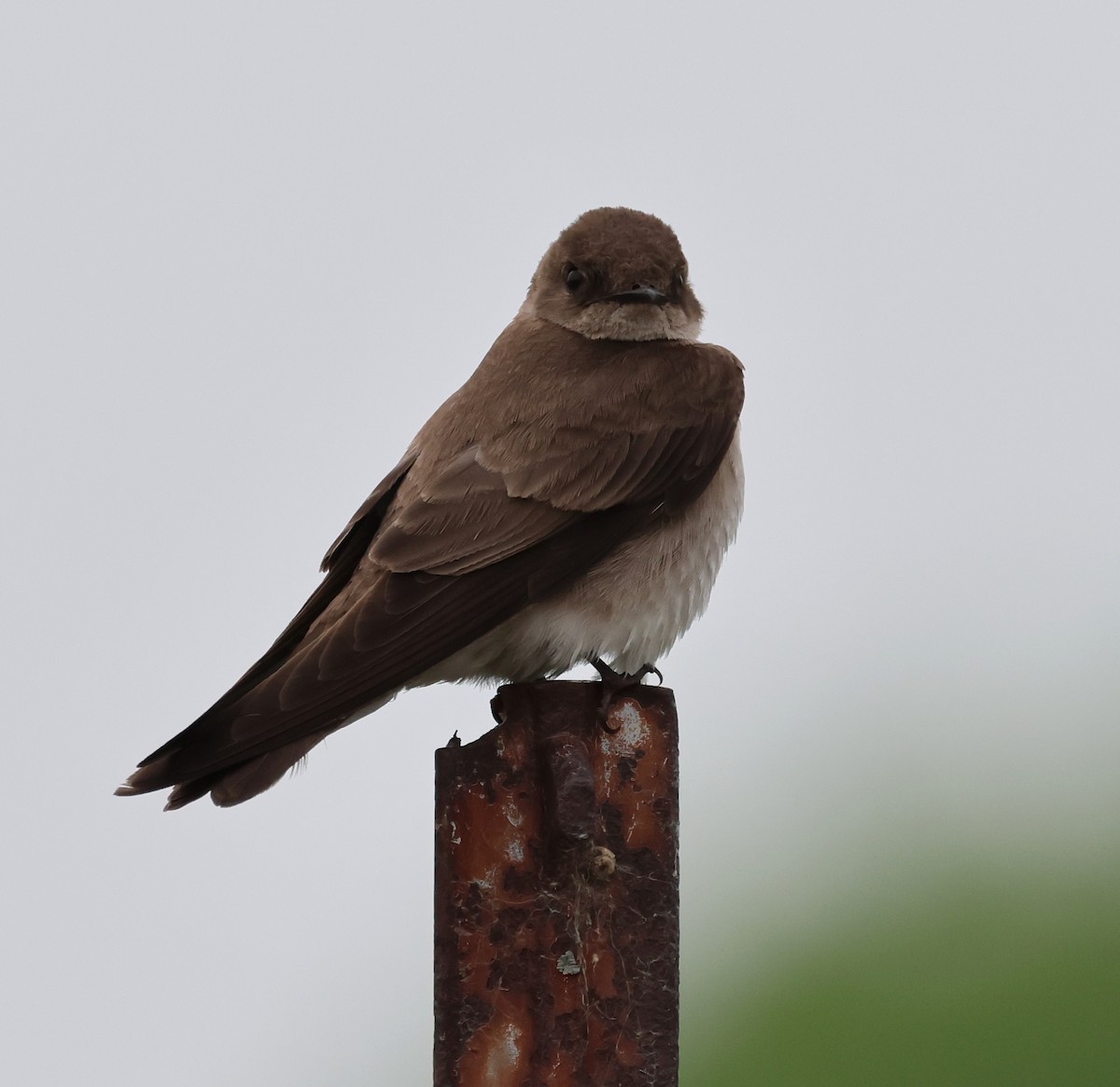 Northern Rough-winged Swallow - ML575068401