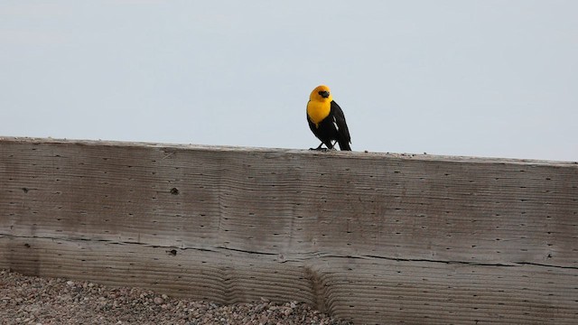 Yellow-headed Blackbird - ML575069761