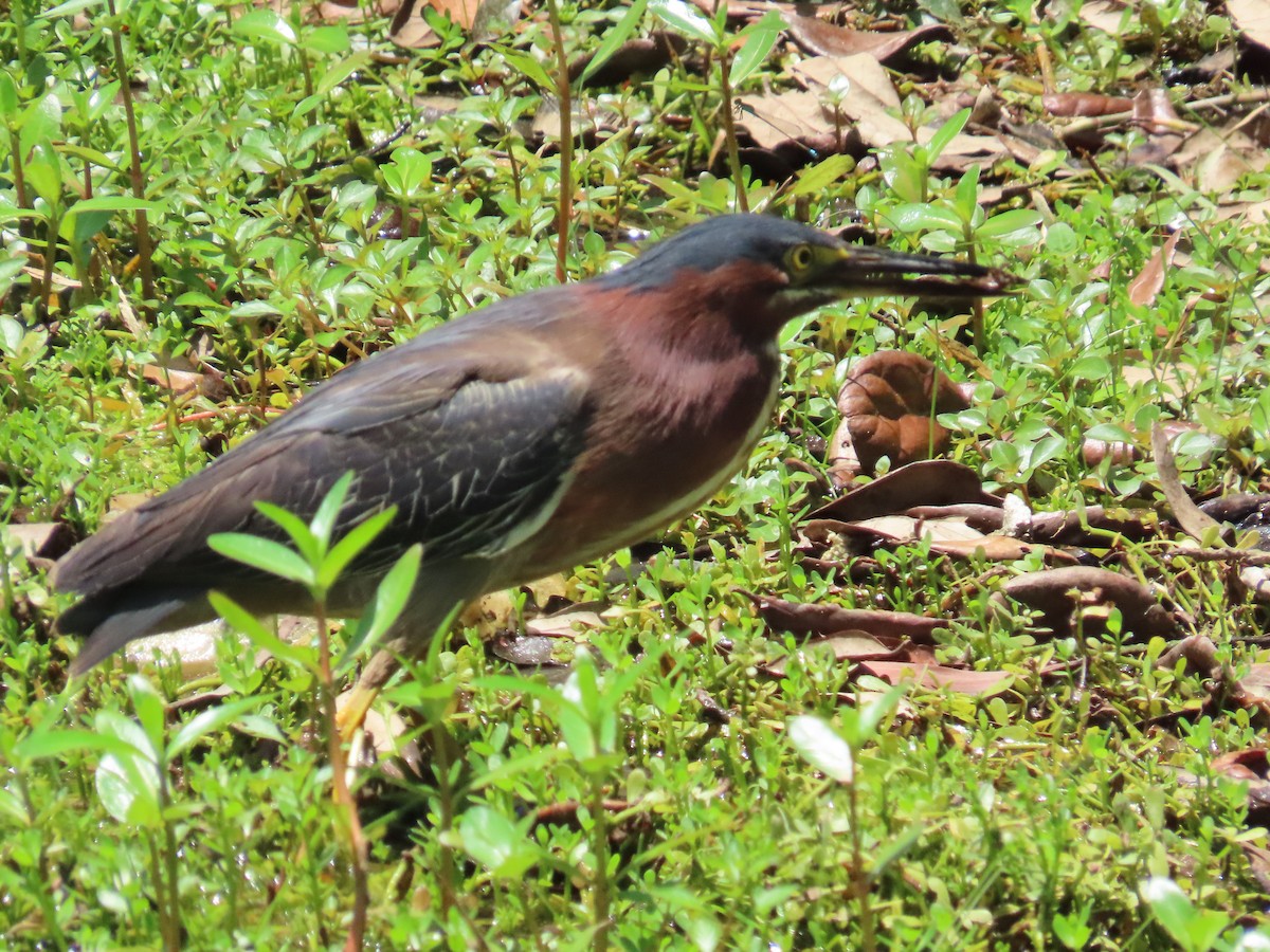 eBird Checklist 20 May 2023 North Jupiter Flatwoods Natural Area