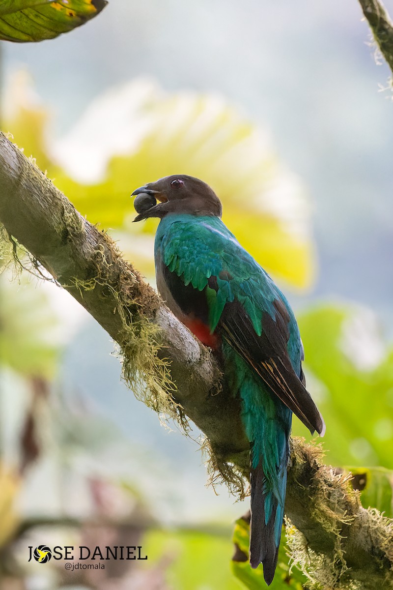 Crested Quetzal - ML575070701