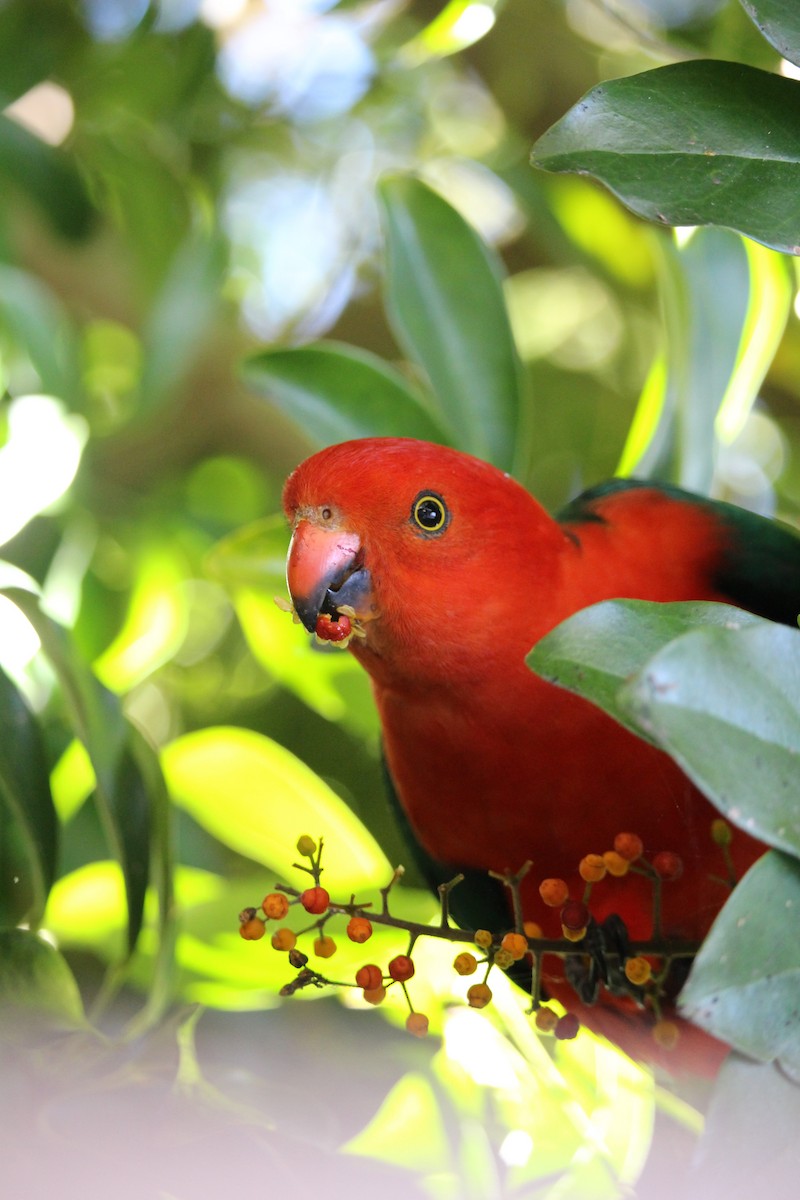Australian King-Parrot - ML575071261