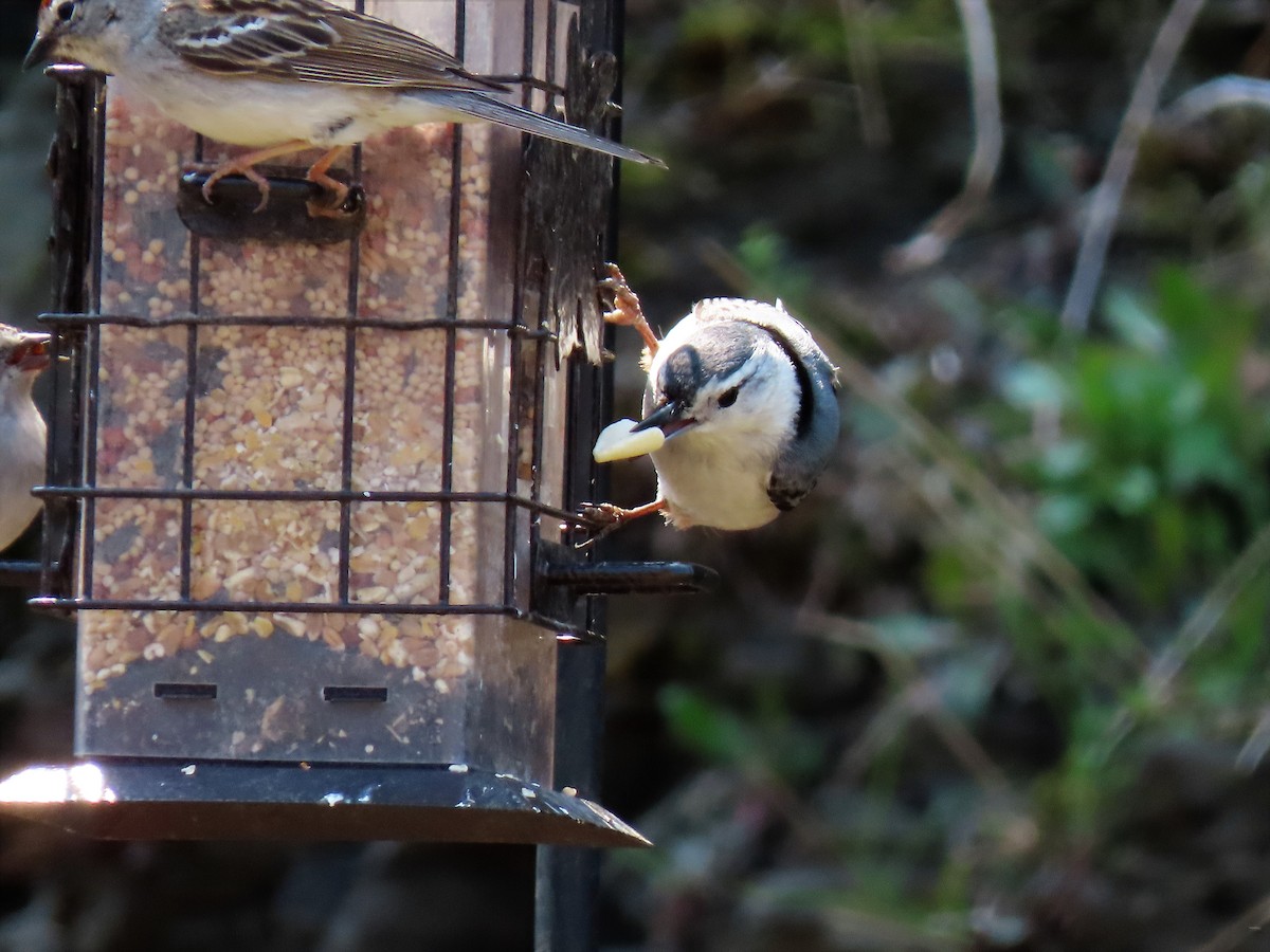 White-breasted Nuthatch - Georgette Blanchette