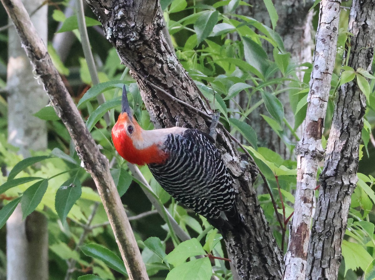 Red-bellied Woodpecker - ML575073371