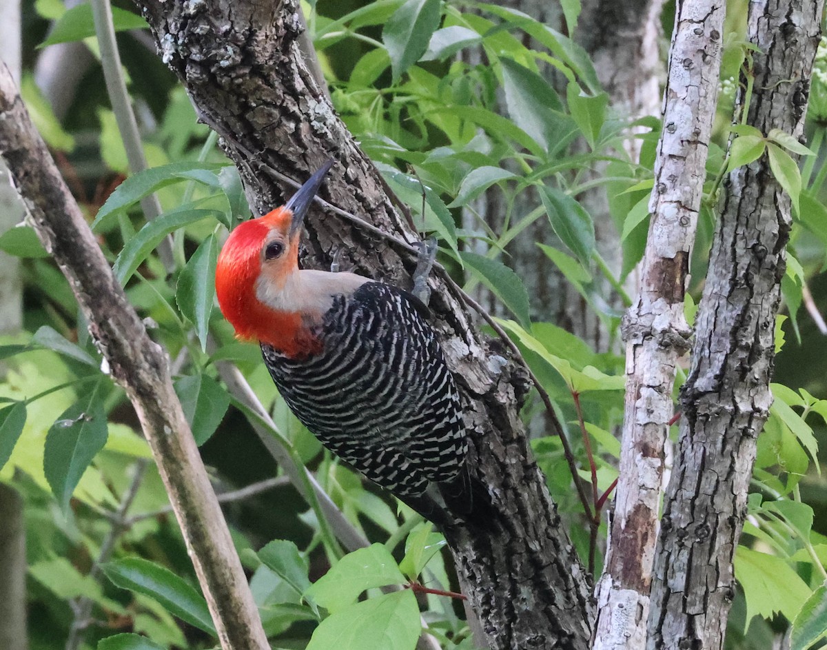 Red-bellied Woodpecker - ML575073391