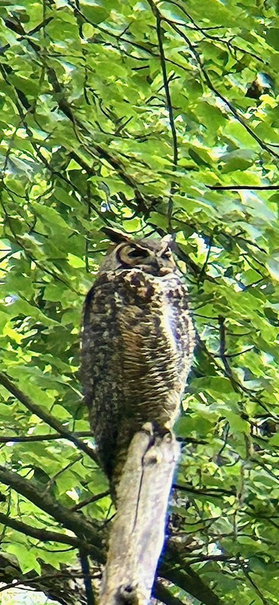 Great Horned Owl - ML575080461