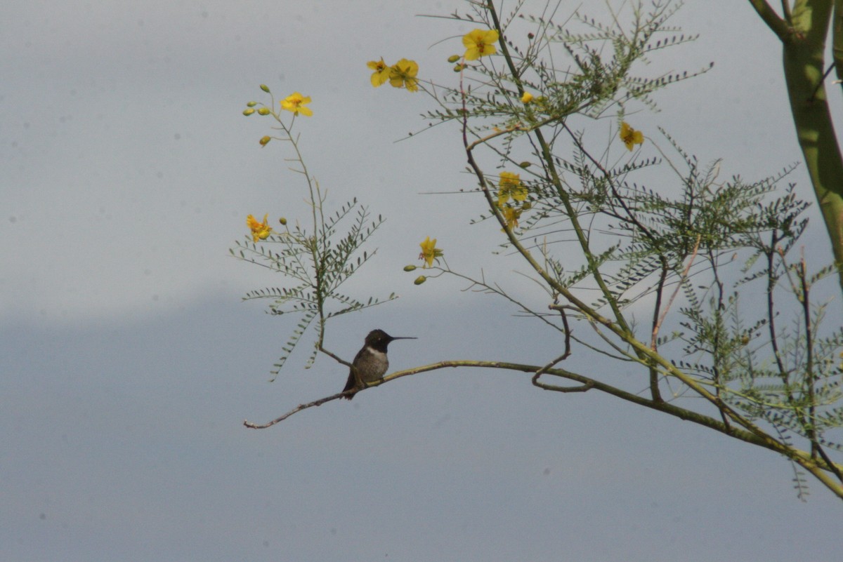 Black-chinned Hummingbird - steve boyack