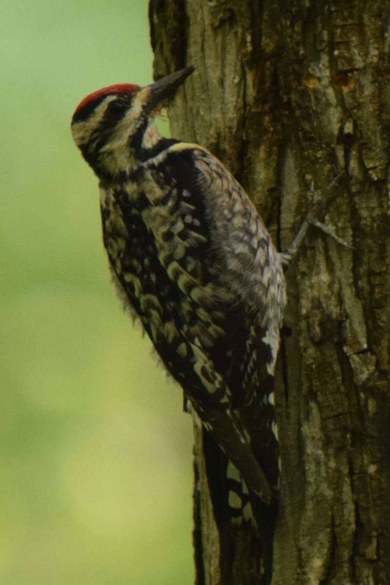 eBird Checklist 20 May 2023 Thornwood Preserve, Greenfield 40 species