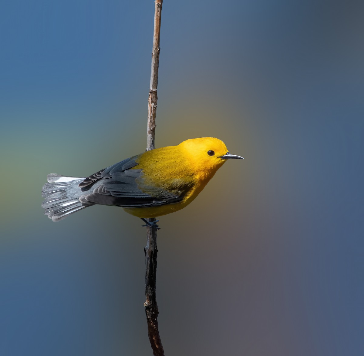 Prothonotary Warbler - Justin Lawson