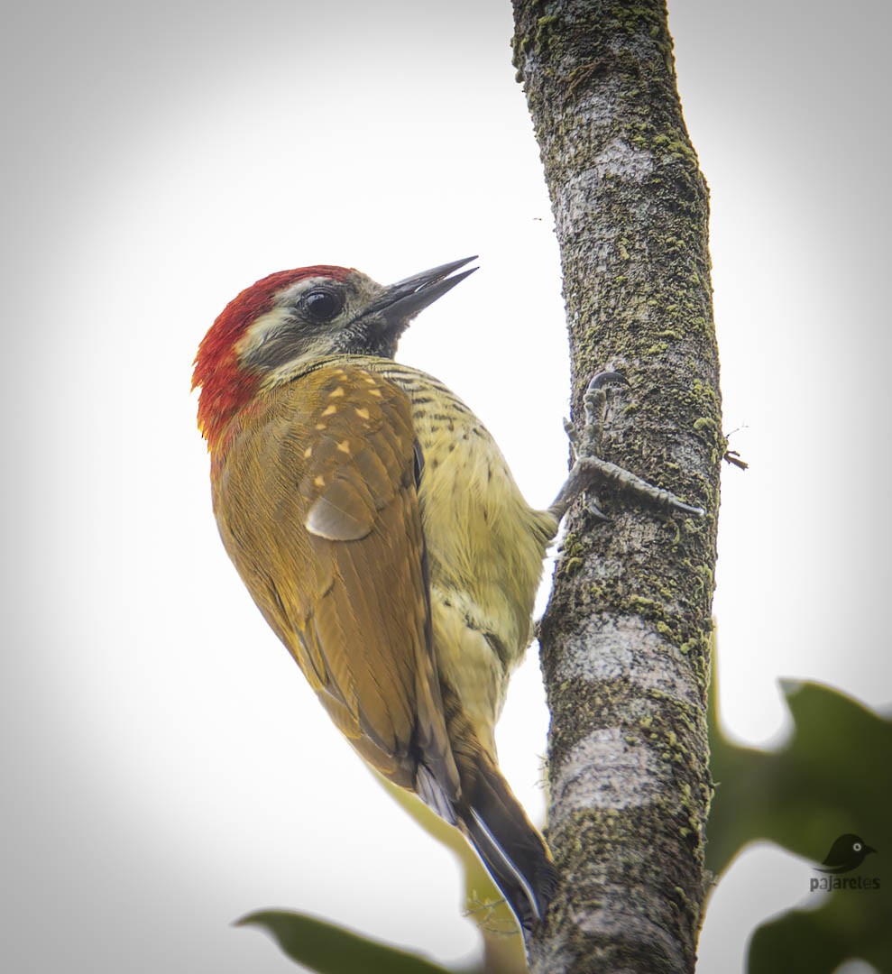 Yellow-vented Woodpecker - Juan Carlos Herrera  Diez