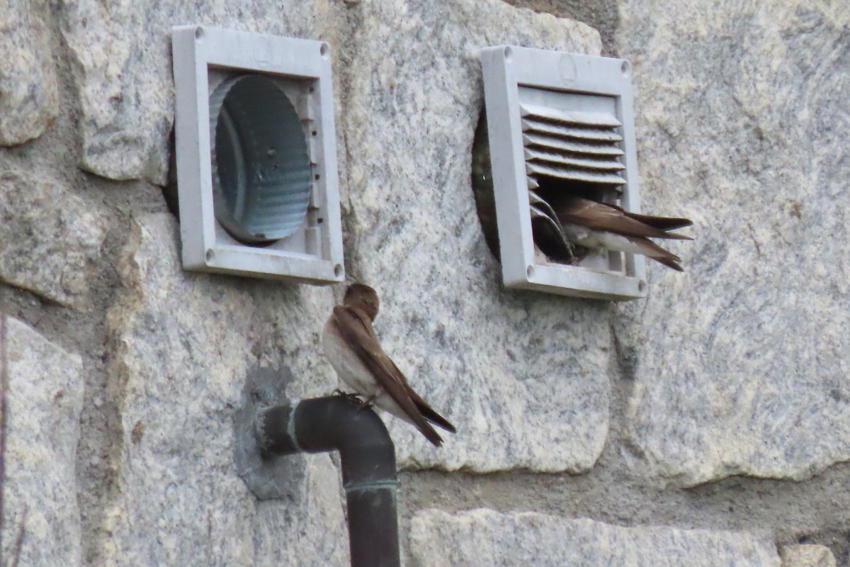 Northern Rough-winged Swallow - ML575097261