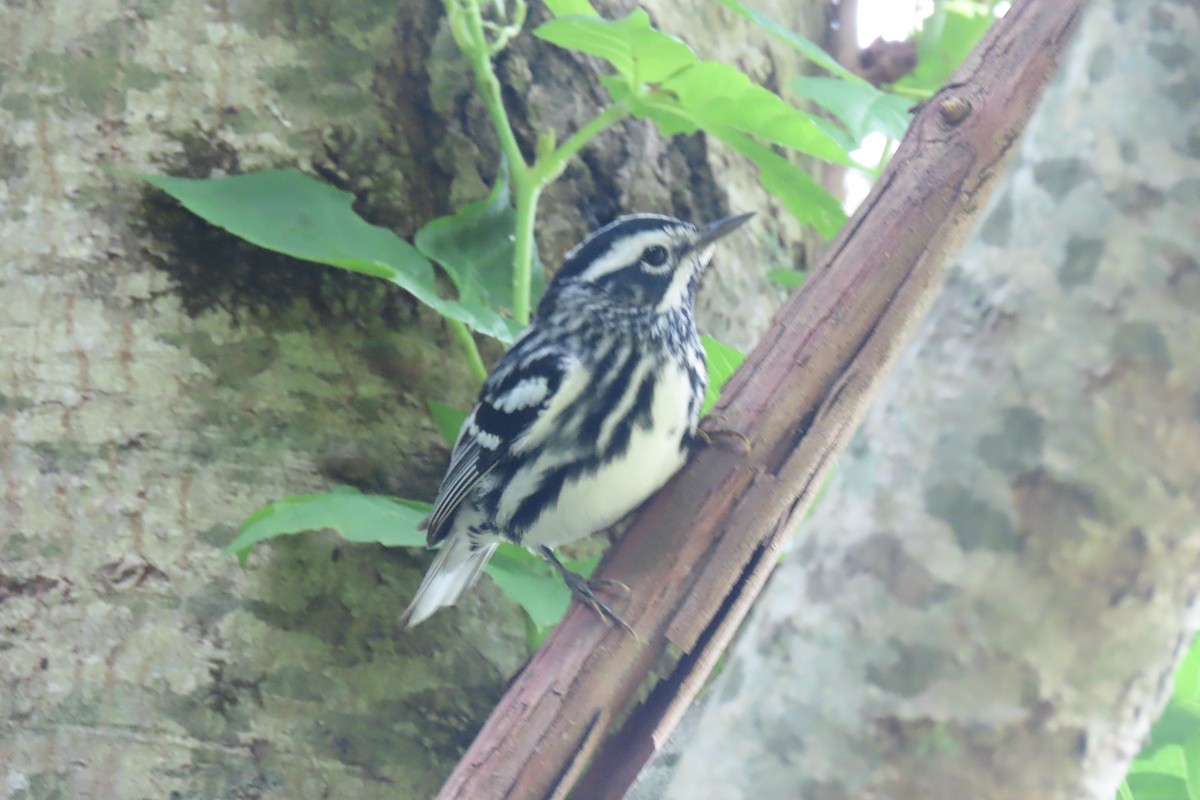 Black-and-white Warbler - ML575098951