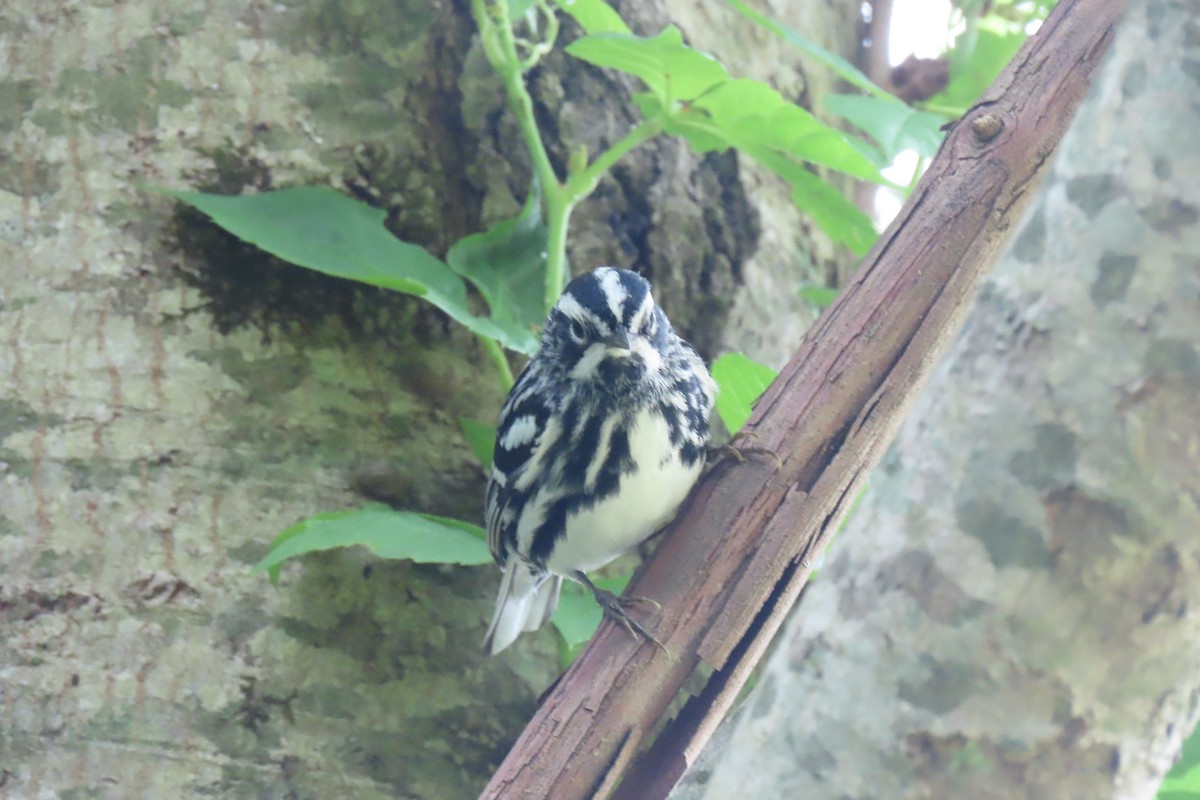 Black-and-white Warbler - ML575099171