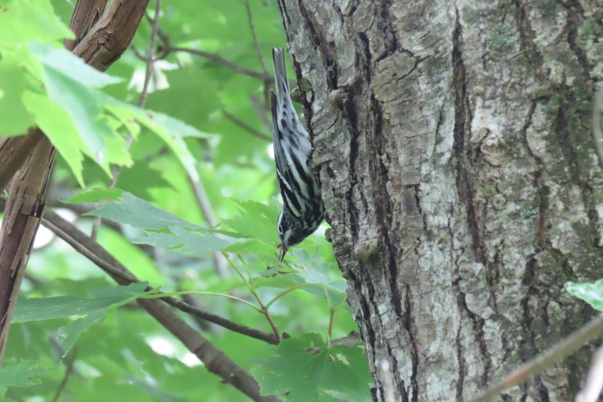 Black-and-white Warbler - ML575099271