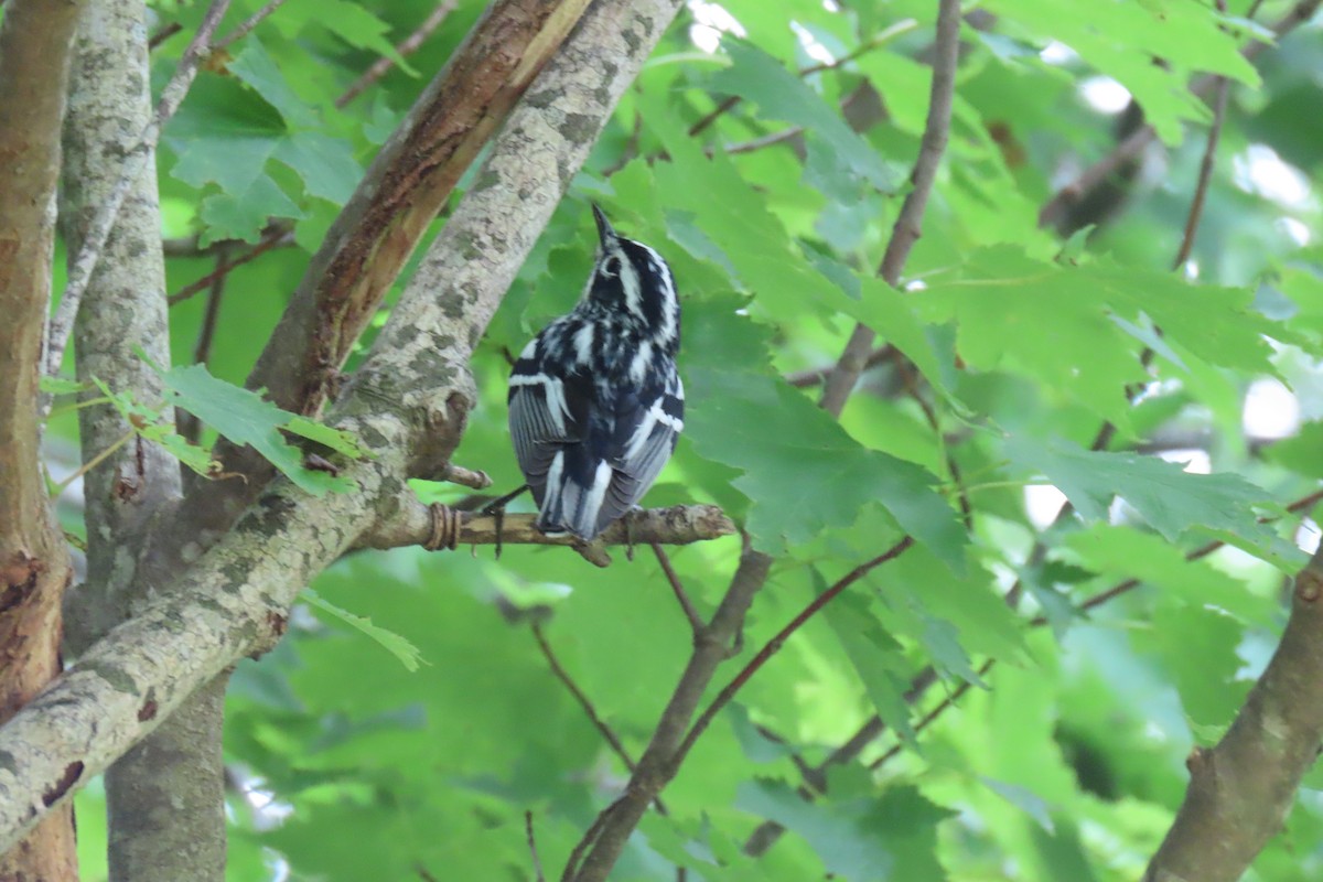 Black-and-white Warbler - ML575099311