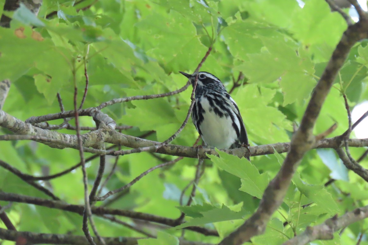 Black-and-white Warbler - ML575099401