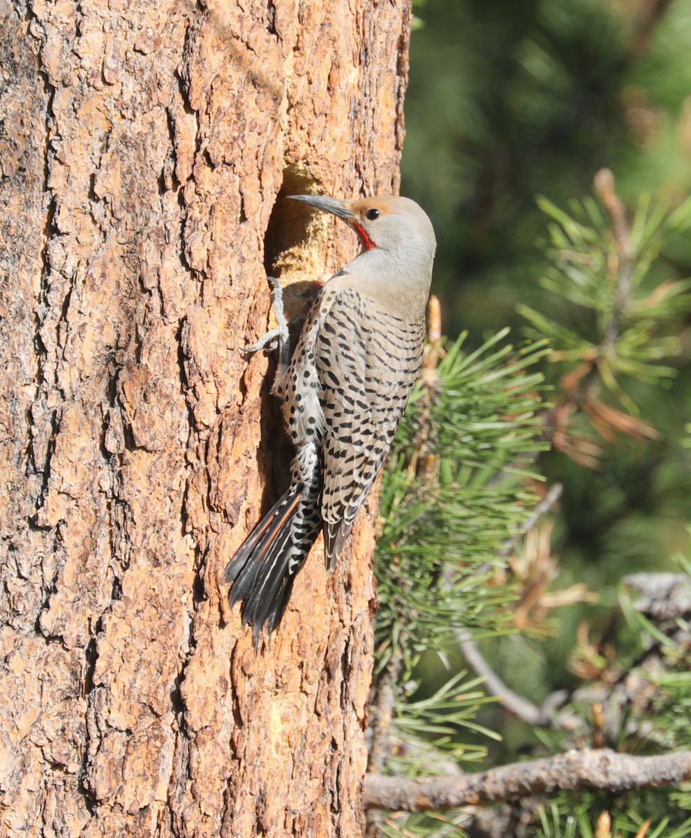 Northern Flicker (Red-shafted) - ML575099971