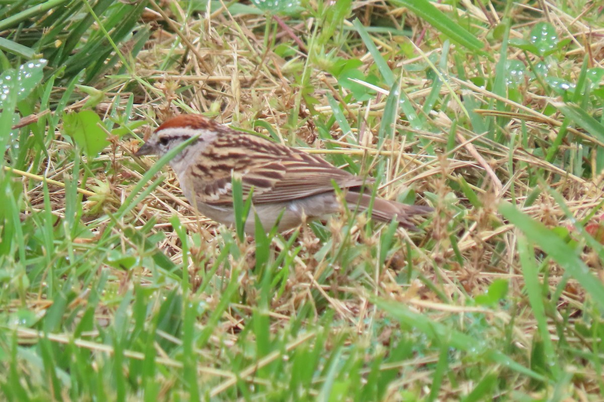 Chipping Sparrow - ML575101071