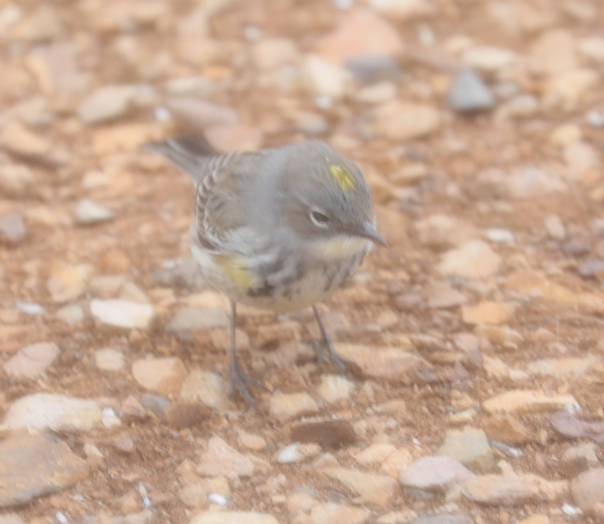 Yellow-rumped Warbler (Myrtle) - ML575101731