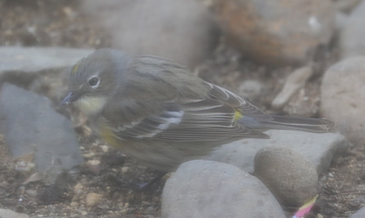 Yellow-rumped Warbler (Myrtle) - ML575101741