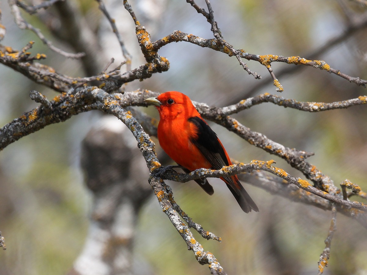 Scarlet Tanager - ML575103241