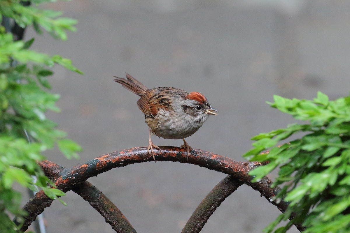 Swamp Sparrow - ML575103291