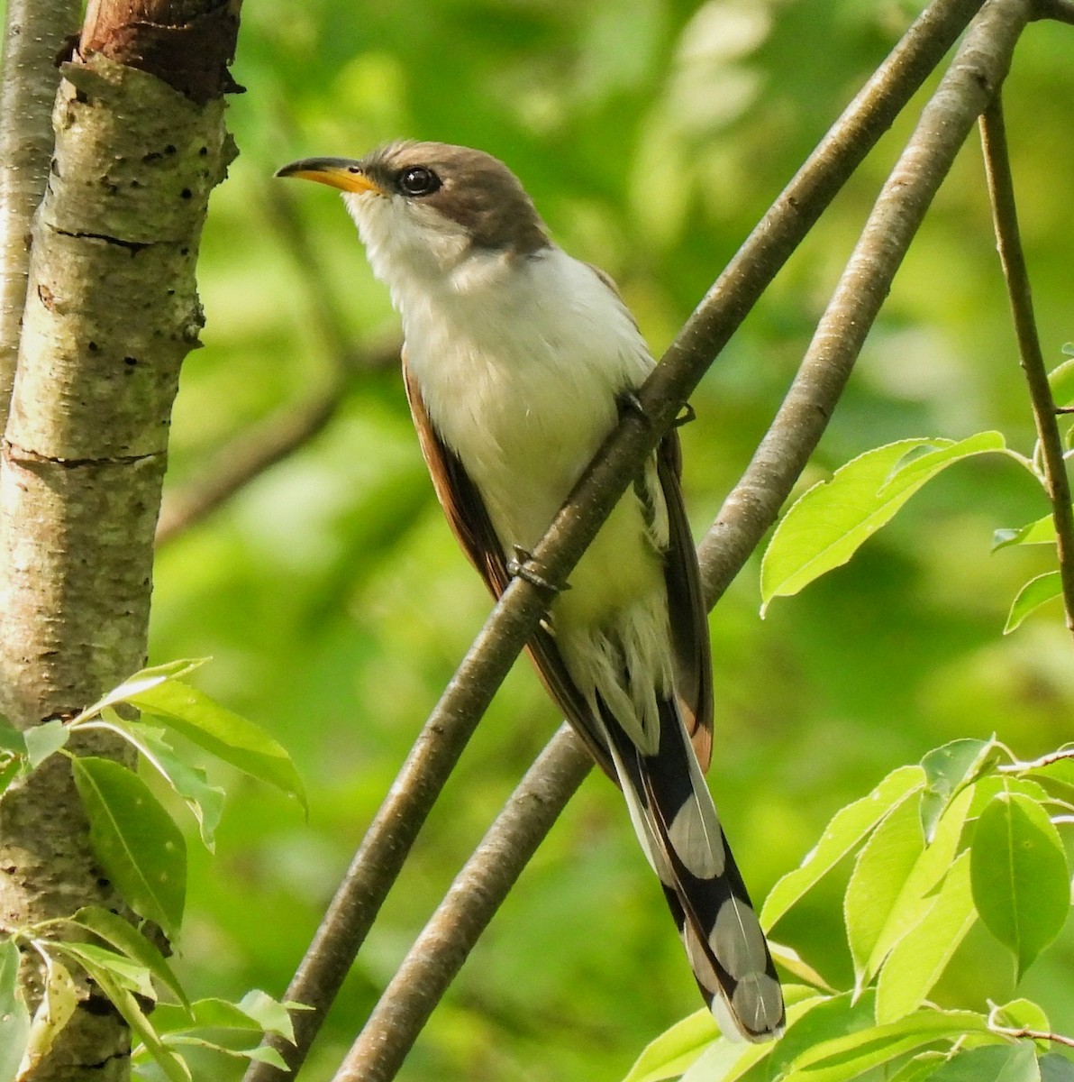 Yellow-billed Cuckoo - Maggie Griffith
