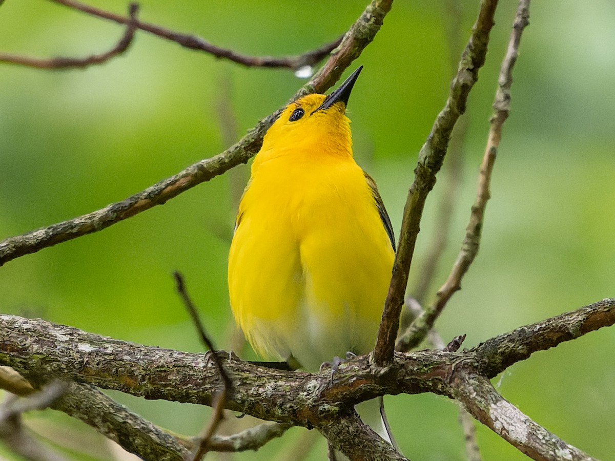 Prothonotary Warbler - ML575112461