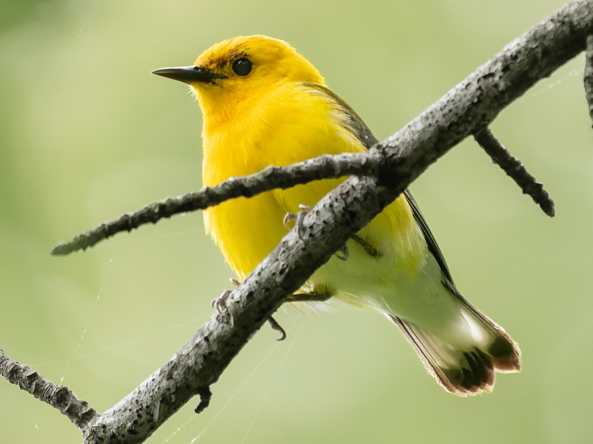 Prothonotary Warbler - ML575112471