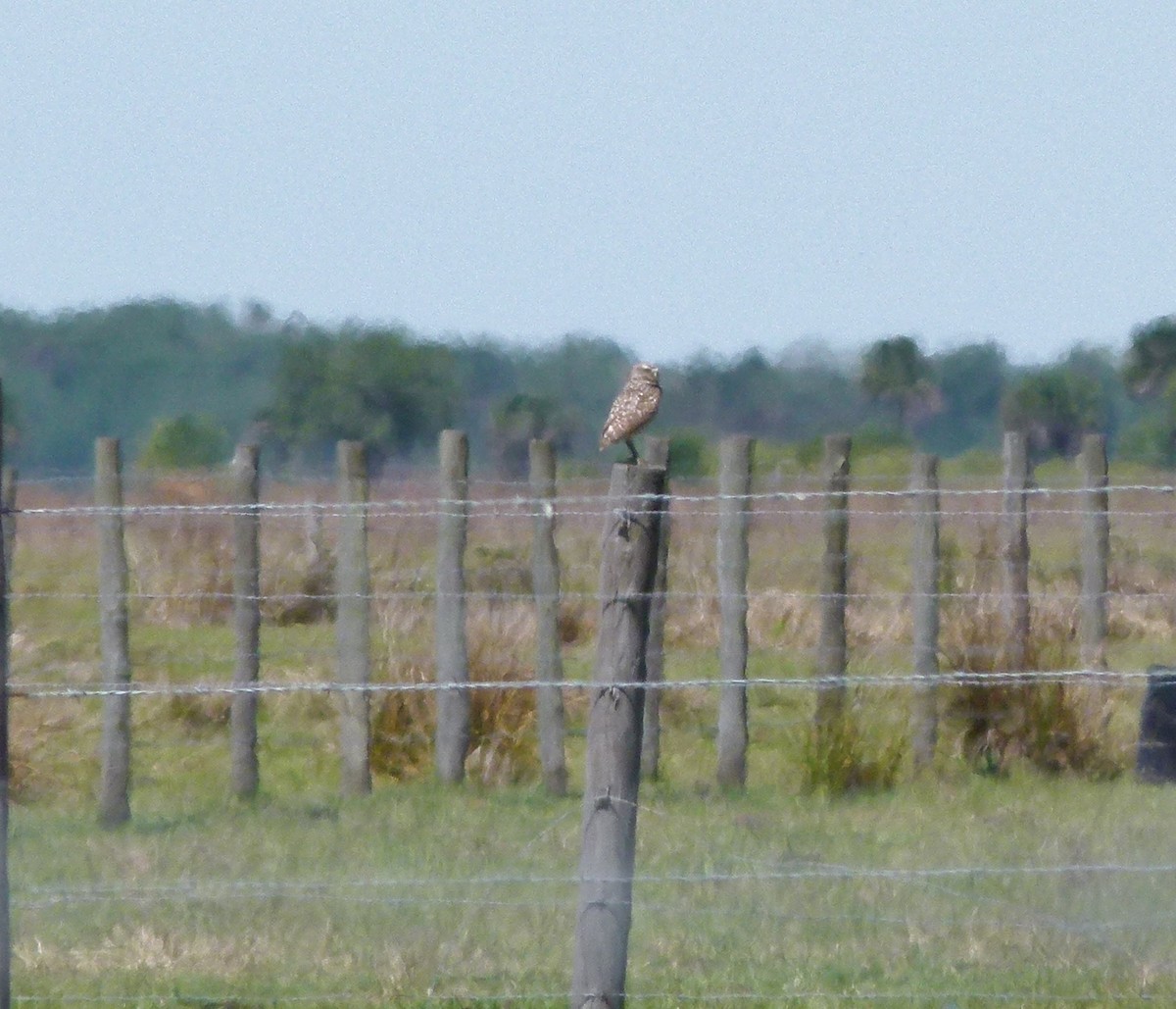 Burrowing Owl (Florida) - ML57511611