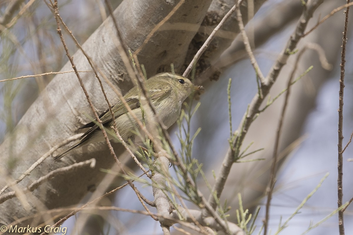 Hume's Warbler - ML57512011
