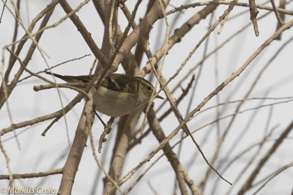 Hume's Warbler - ML57512021
