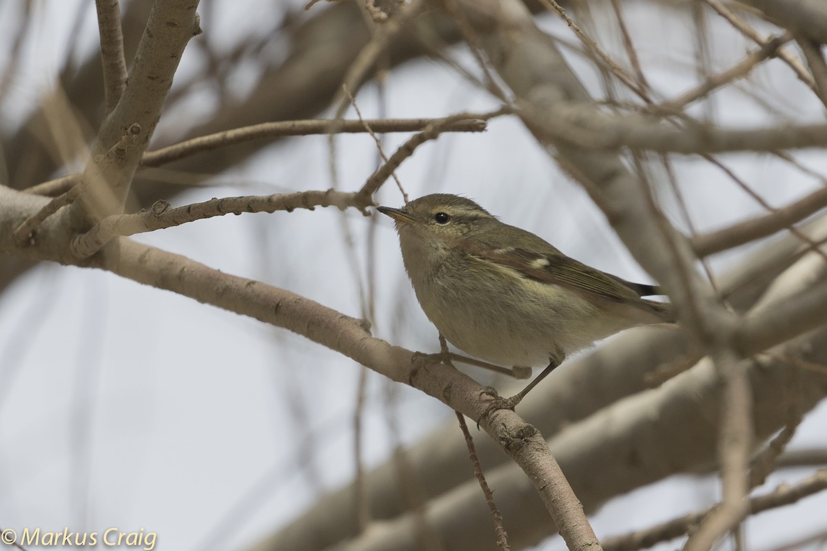 Hume's Warbler - ML57512061