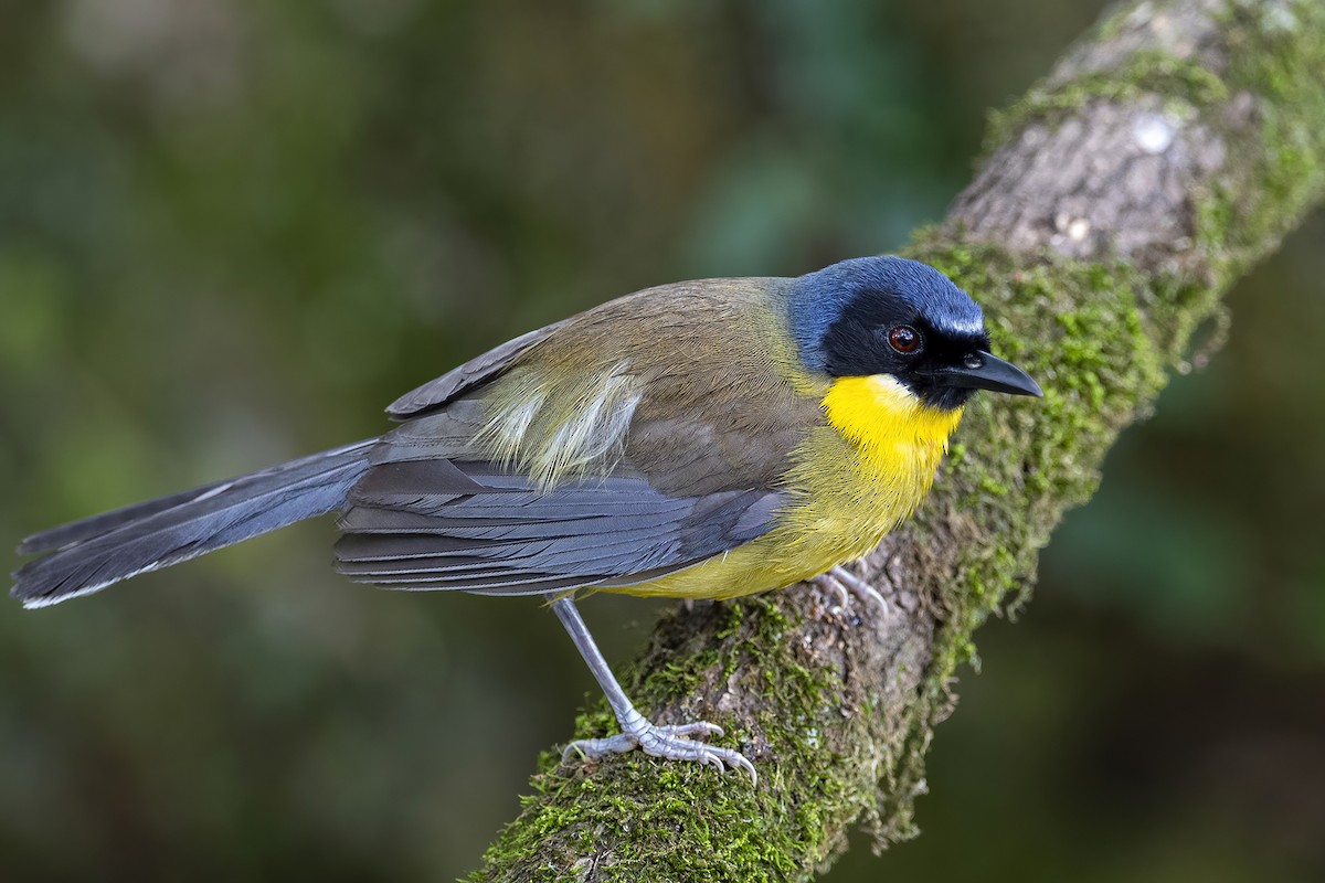 Blue-crowned Laughingthrush - ML575124451
