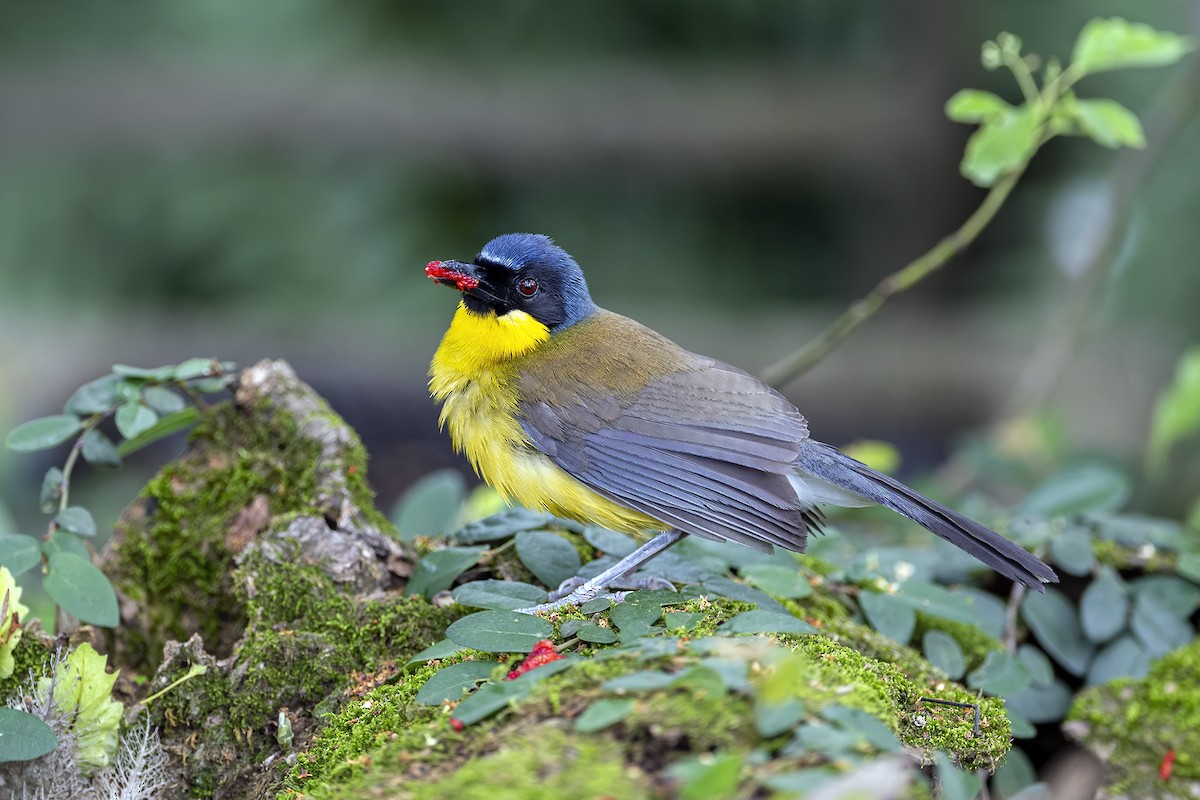 Blue-crowned Laughingthrush - ML575124461
