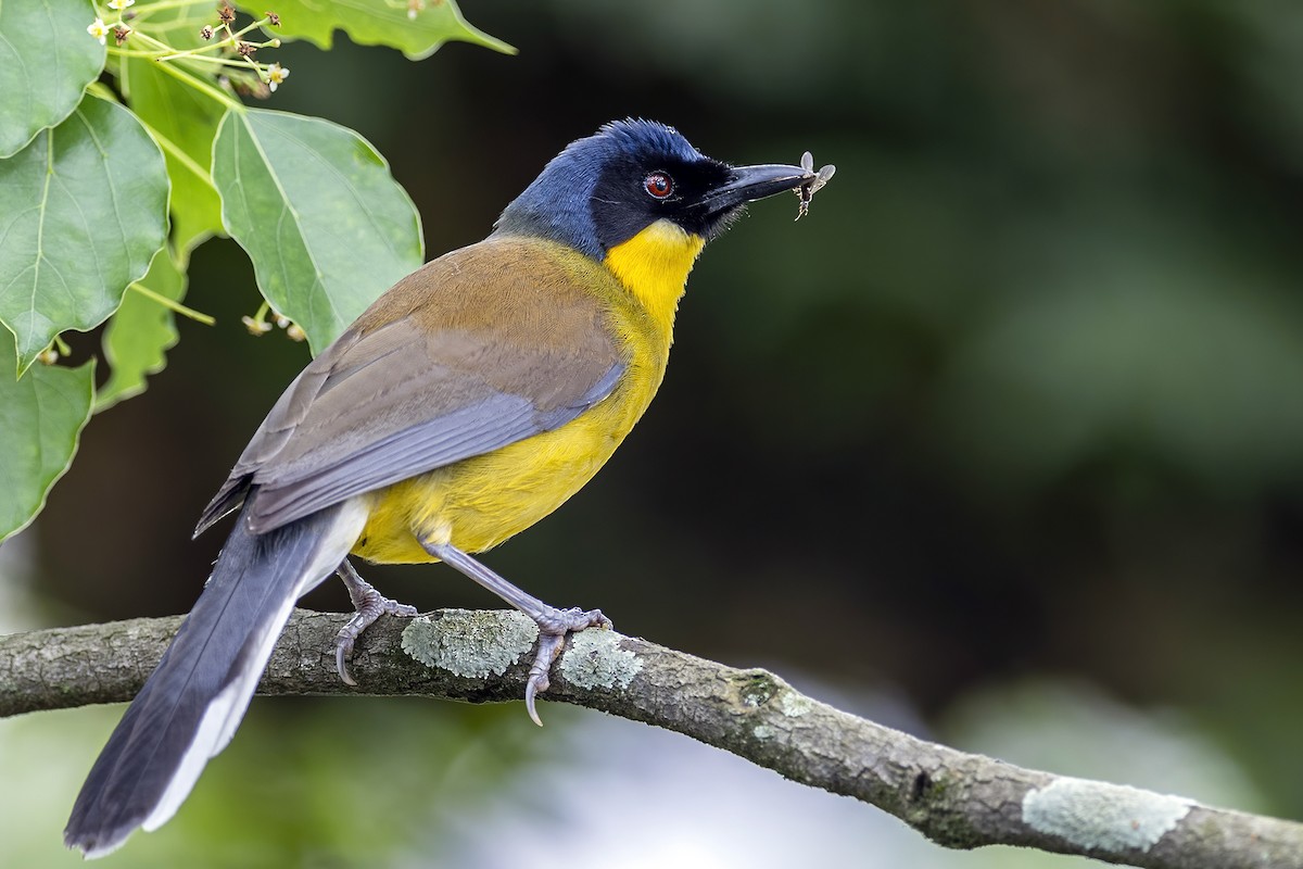 Blue-crowned Laughingthrush - ML575124481
