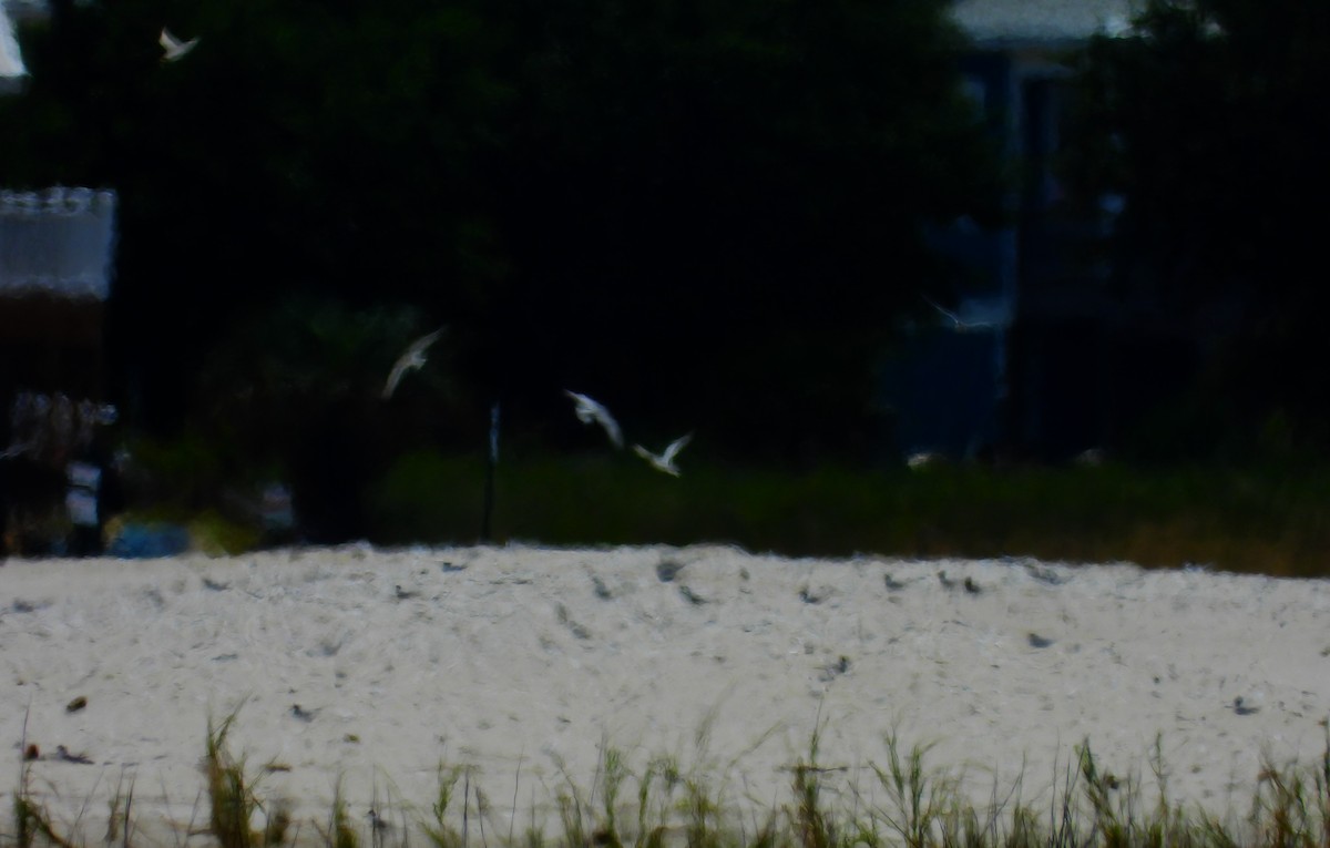 eBird Checklist 20 May 2023 Dauphin IslandAirport 15 species