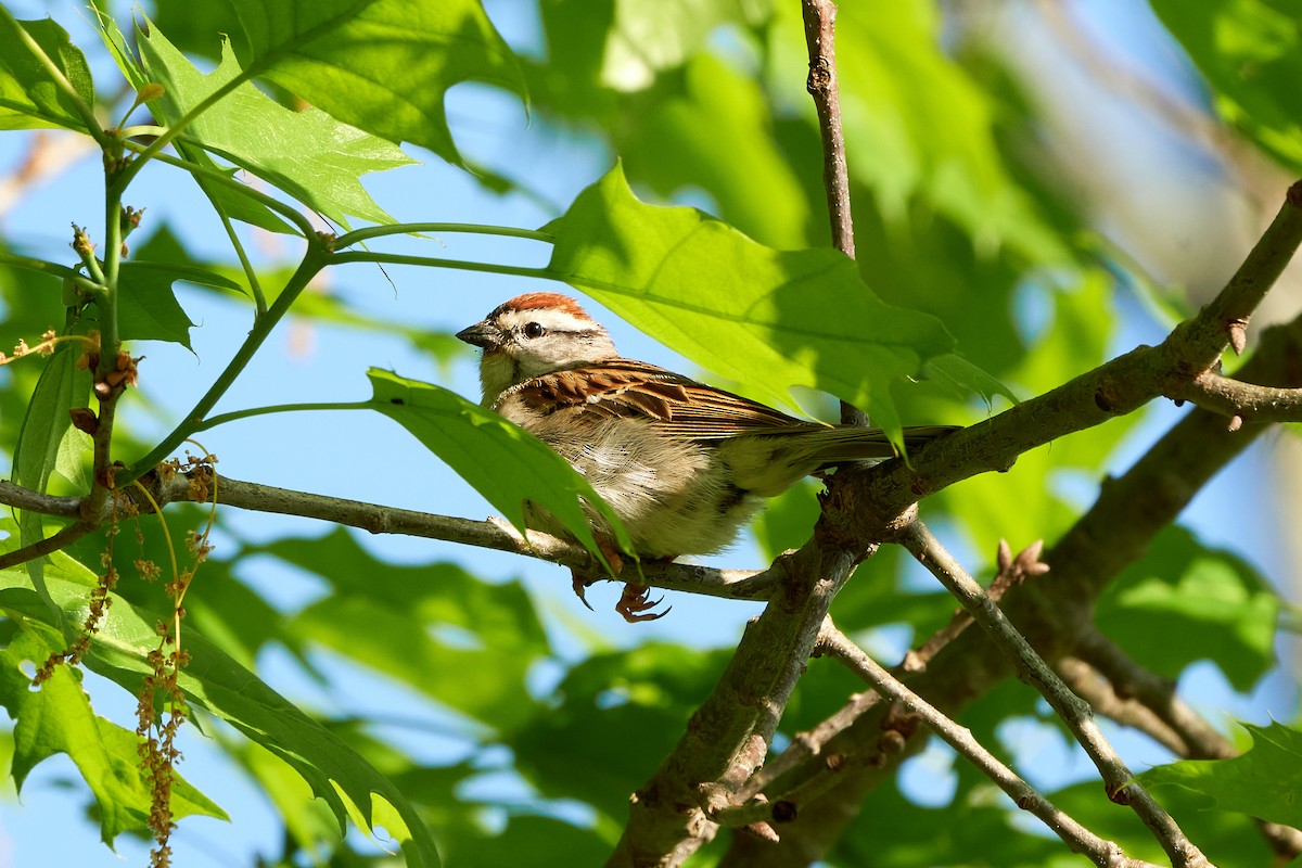 Chipping Sparrow - ML575125941