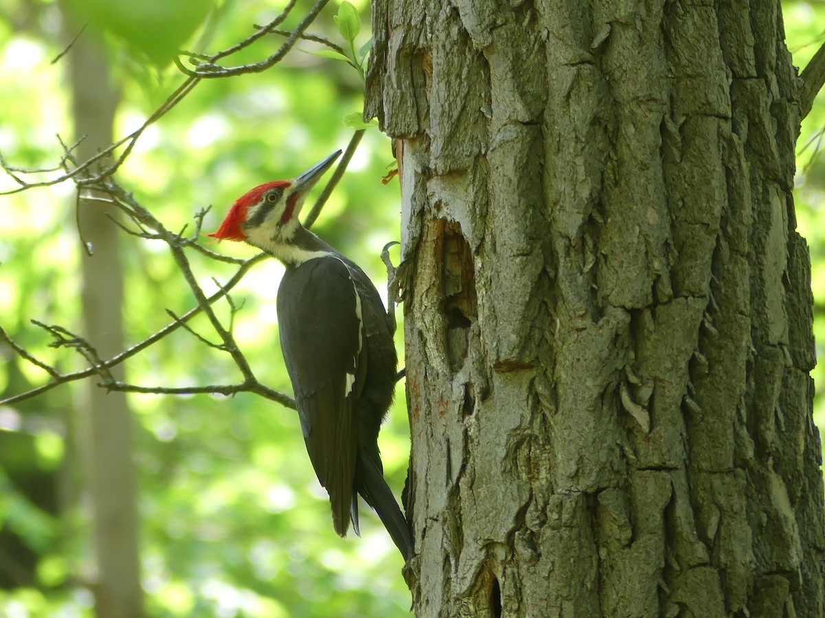 Pileated Woodpecker - ML575127861