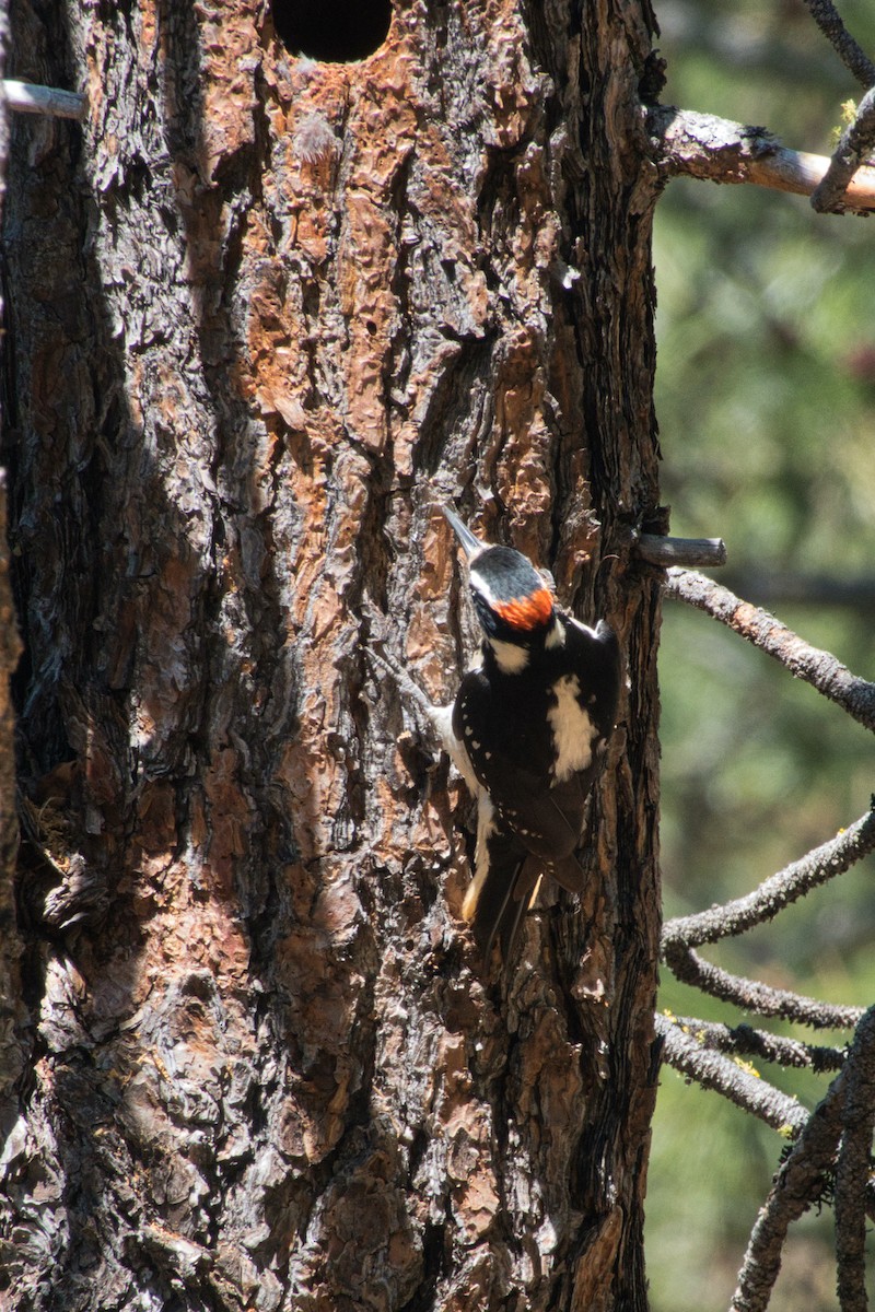Hairy Woodpecker - Shasta Birding Society