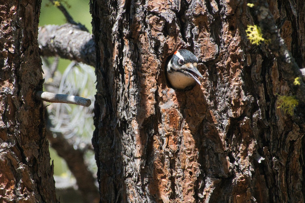 Hairy Woodpecker - Shasta Birding Society