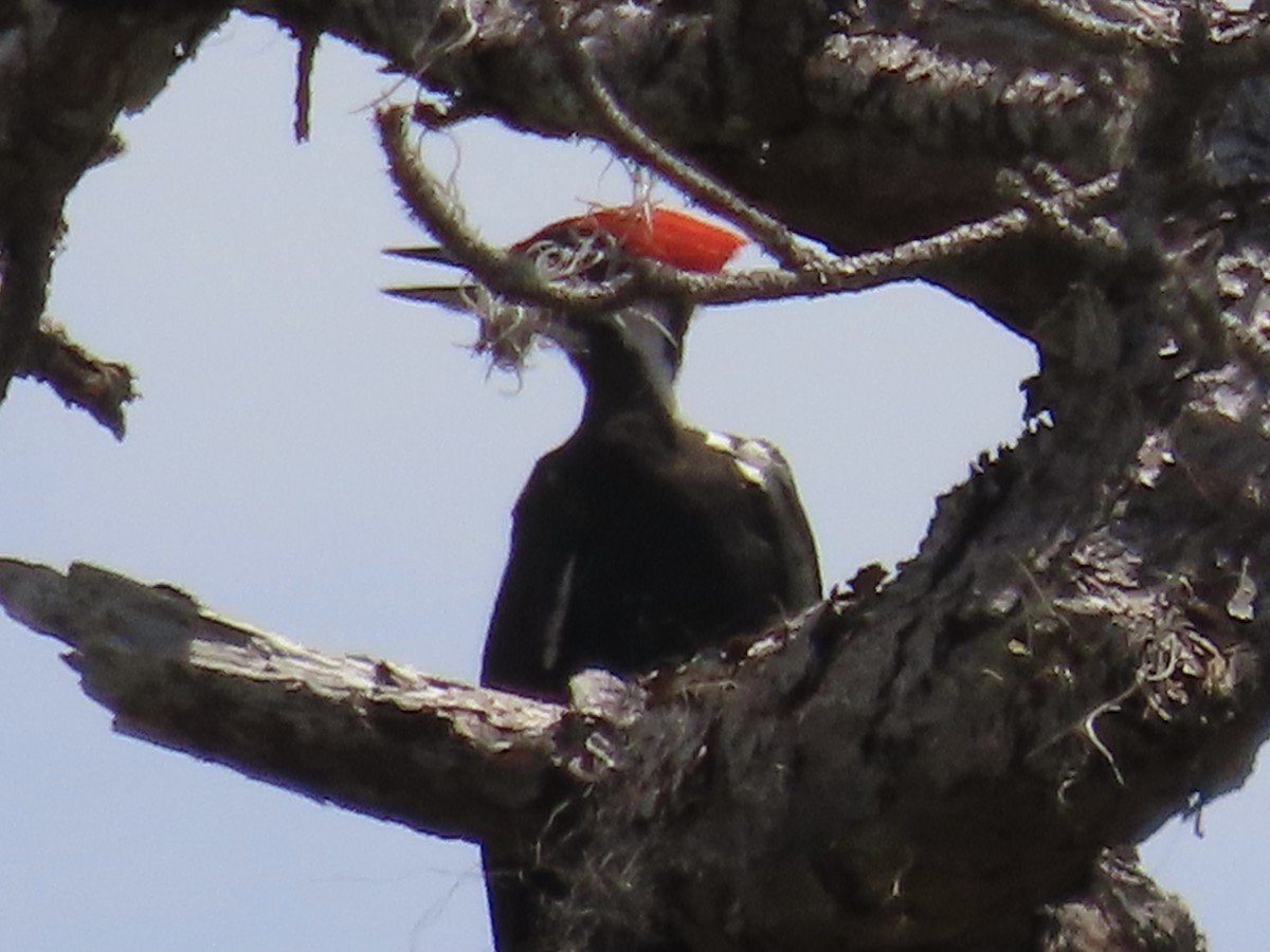 Pileated Woodpecker - ML575128871